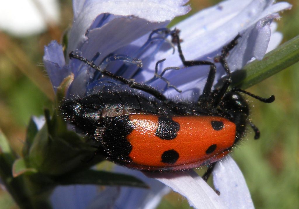 Identificazioni azzardate